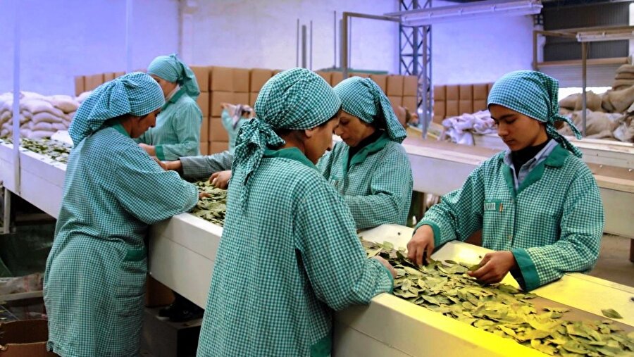 Doğanın ekonomiye katkısı 128 milyon dolar oldu.