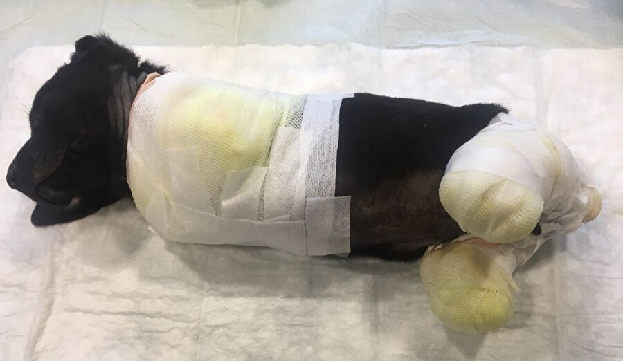 Yaralı köpek tedavi altına alındı.