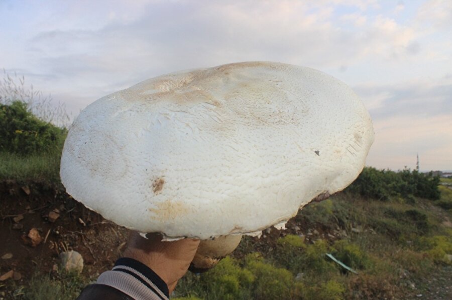 Dev mantar 2 kilo 100 gram ağırlığında.