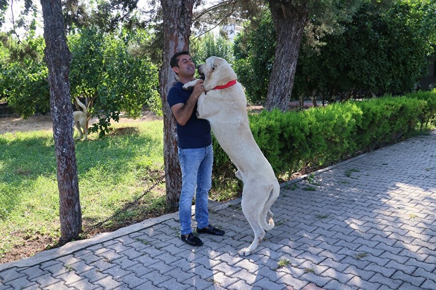 Adana’da 17 gündür kayıp olan kangal cinsi köpek bulunarak Türk Sanat Müziği sanatçısı İlhan İlbey'e teslim edildi.