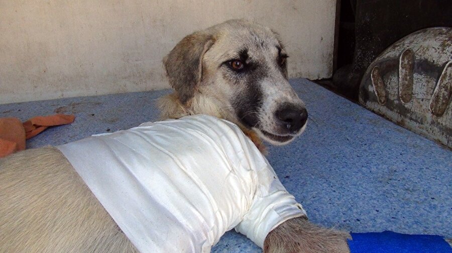 Gaziantep'in İslahiye ilçesinde kuyruğu ve ayağı bileğinden kesilmiş halde bulunan köpeğin sağ ön ayağı tamamen kesildi.