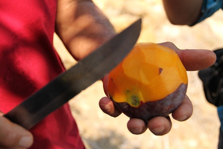 Mango