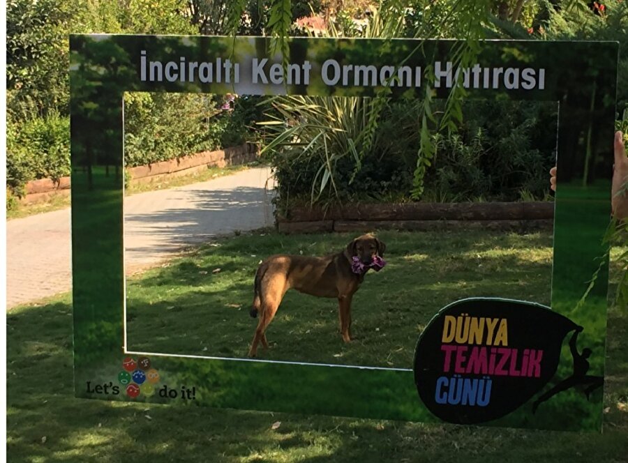 Duyarlı köpek