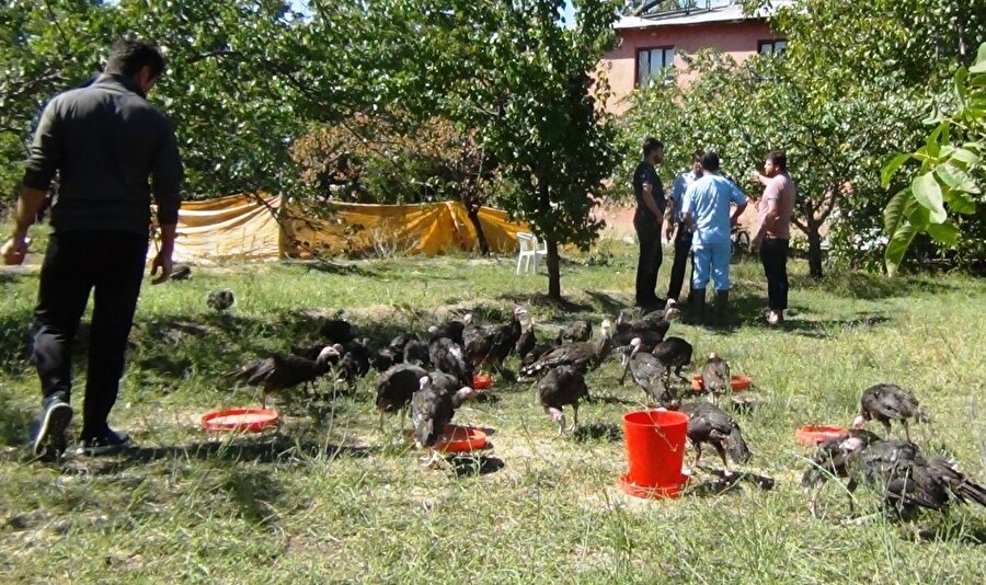 Erciş’te toplu hindi ölümü bilinmeyen bir nedenden dolayı öldü.