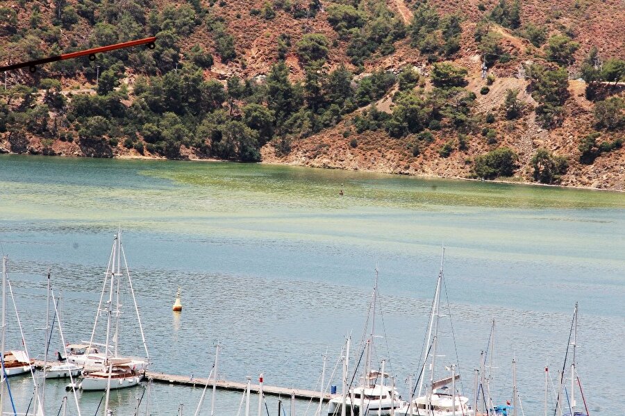 Fethiye Körfezi'nde görülen sarı ve yeşil rengin sebebinin polenler olduğu ortaya çıktı. -İHA