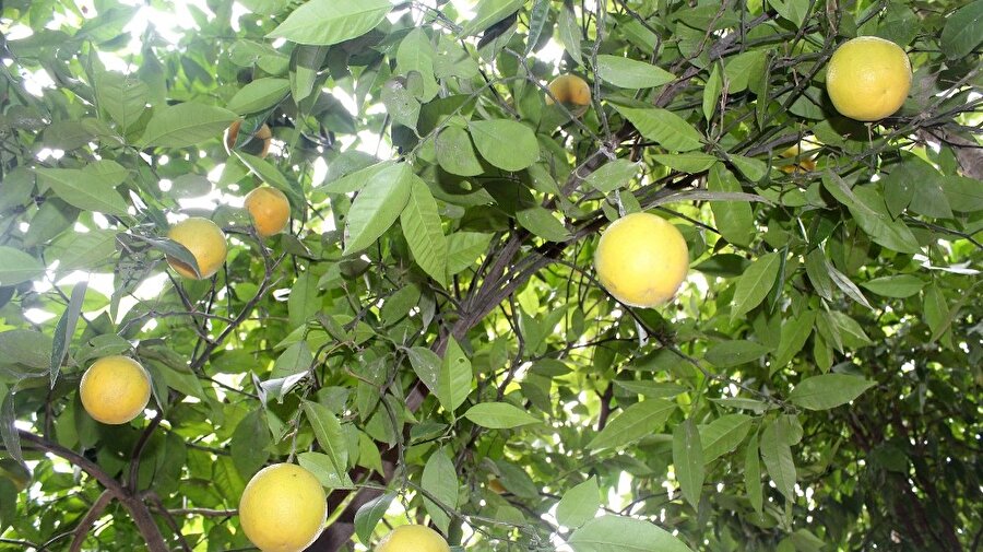 Yalova’daki bir portakal ağacı tam 5 ay önceden meyve verdi.
