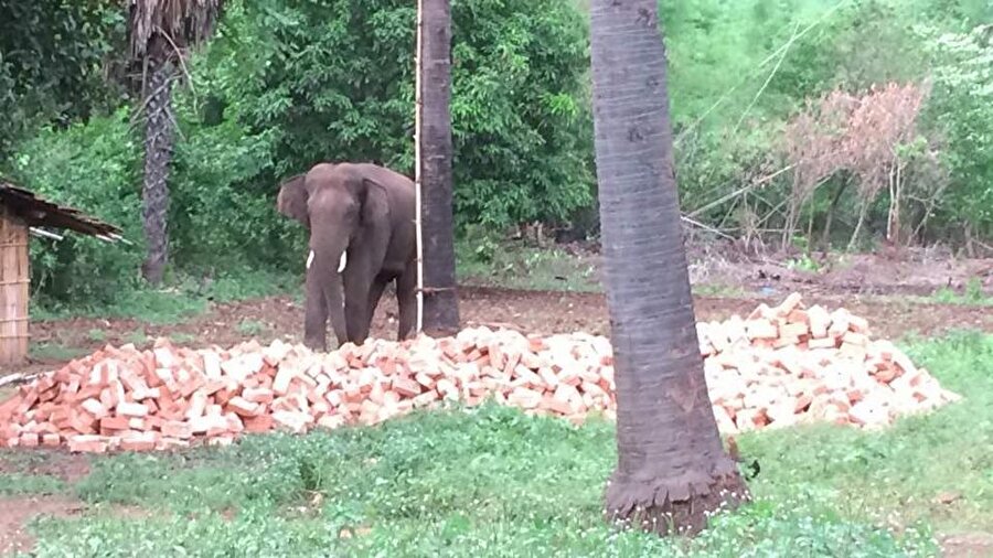 Şimdiye kadar 14 kişiyi öldüren fil böyle görüntülendi.