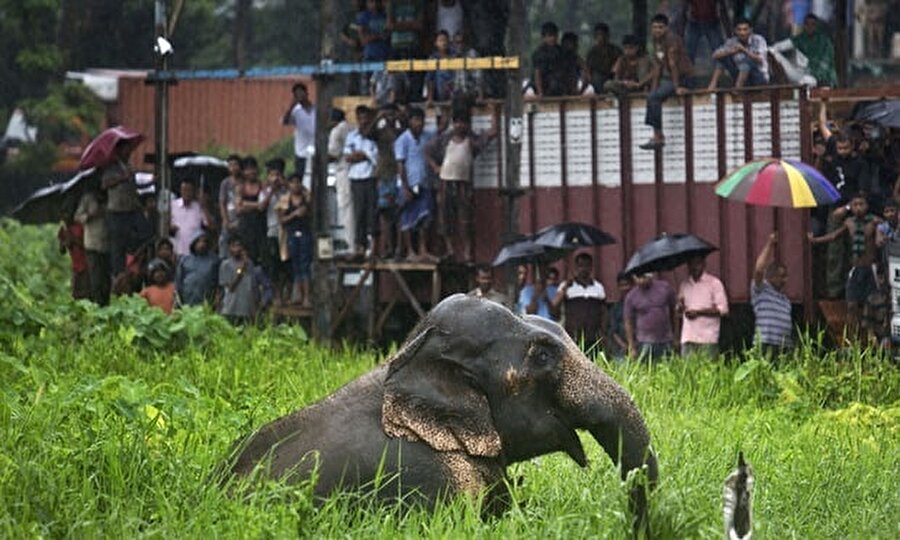 Hindistan'da her yıl ortalama 60 kişi fil saldırısı sonucu hayatını kaybediyor.