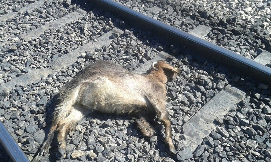 Trenin sürüye çarpmasının ardından tren yolunun etrafında onlarca ölü keçi olduğu görüldü. (İHA)