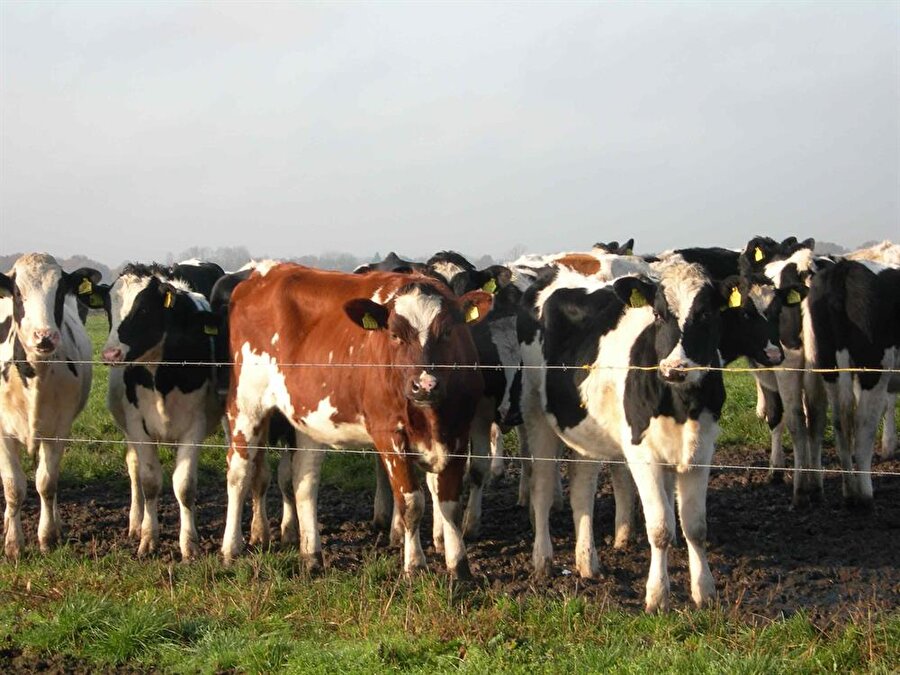 Klasik müzik dinleyen ineklerin süt üretimi arttı.