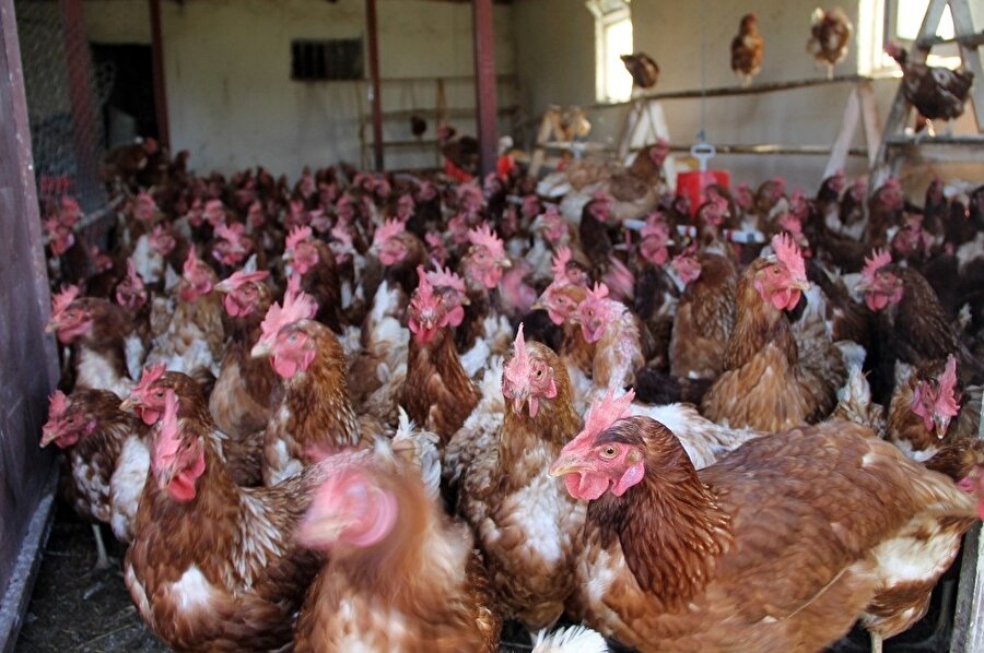 3 çocuk annesi 35 yaşındaki Fazilet Çiftçi'nin 500 tavuklu bir kümesi var. (İHA)