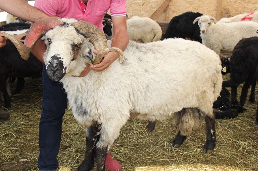 Mesur Komiser adı verilen koç.(İHA)