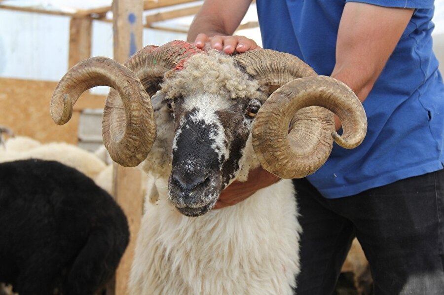 Rıza Baba adı verilen koç. (İHA)
