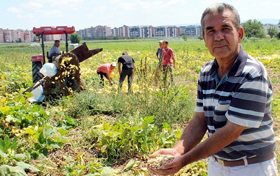 Kabak çekirdeği üreticisi Mahmut Çevik hasattan memnun.