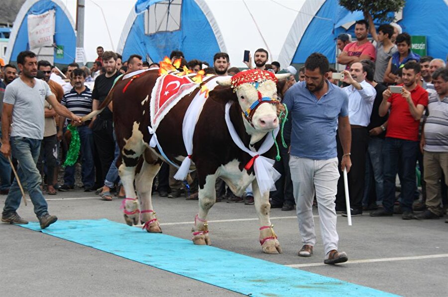 Sultangazi Belediyesi "3. En Büyük ve En Güzel Büyükbaş Kurbanlık Hayvan Güzellik Yarışması"nı düzenledi. (Zehre Melek Çat / AA)