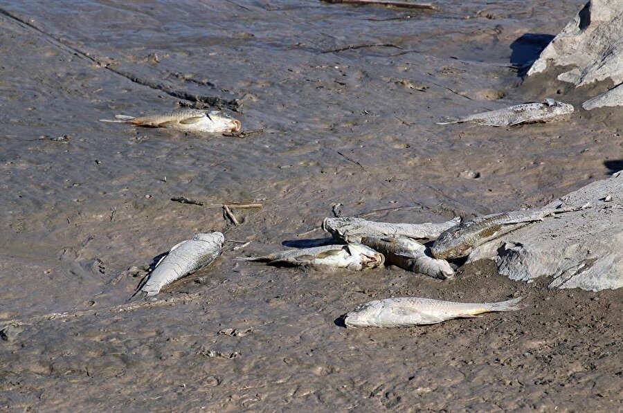 Yapıaltın Barajı'nda balık ölümleri yaşandı, binlerce balık kıyıya vurdu. (Kemal Erdoğmuş / AA)