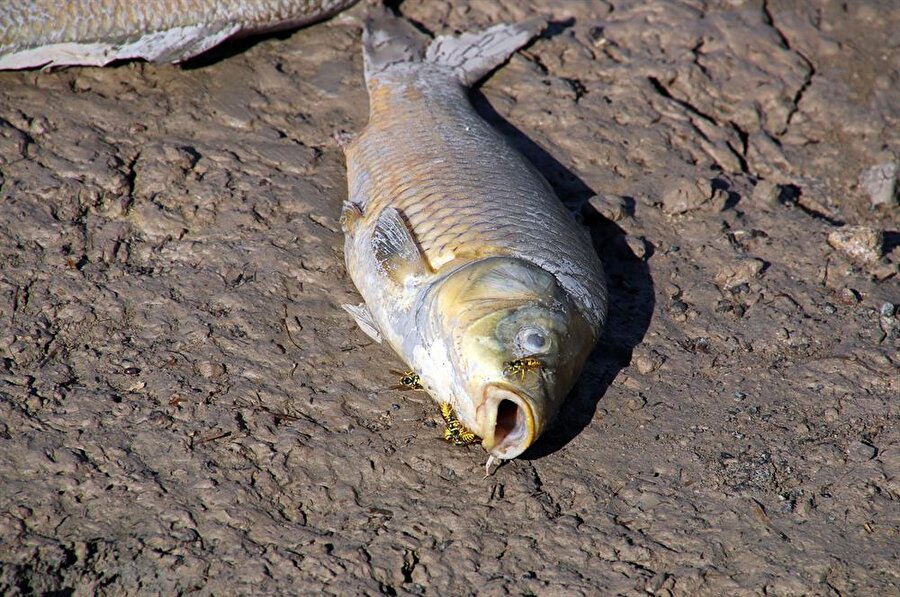 Yapıaltın Barajı'nda balık ölümleri yaşandı, binlerce balık kıyıya vurdu. (Kemal Erdoğmuş / AA)