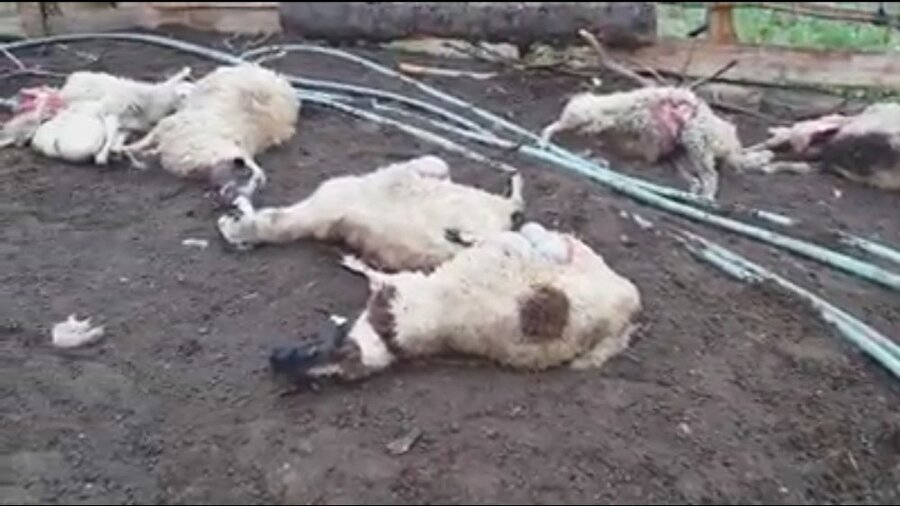 Samsun'un Bafra ilçesinde aç kalan kurtlar bir ahıra saldırdı, 14 koyun telef oldu.