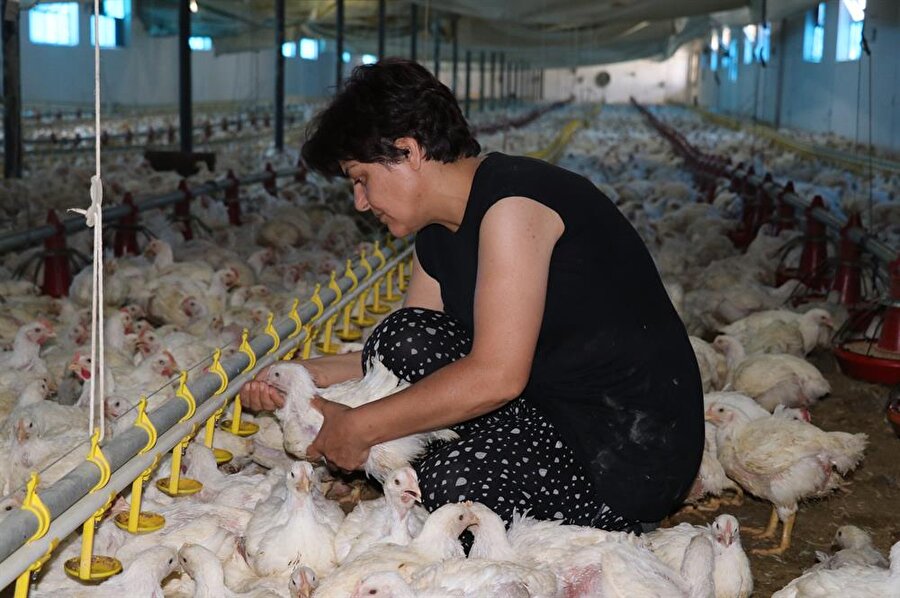 Nuriye Beket Çakmak, kolundaki bileziklerini satıp 40 bin kapasiteli tavuk çiftliği kurarak çocukluk hayalini gerçekleştirdi. (Barış Yalçınkaya / AA)
