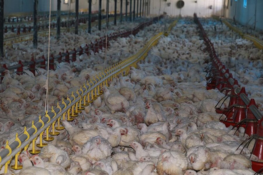 Nuriye Beket Çakmak, kolundaki bileziklerini satıp 40 bin kapasiteli tavuk çiftliği kurarak çocukluk hayalini gerçekleştirdi. (Barış Yalçınkaya / AA)