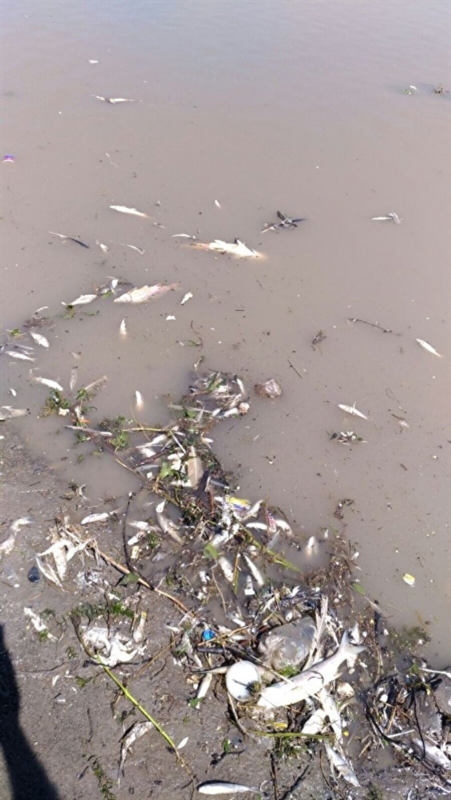 Kars Çayı ve eklentilerinden beslenen Arpaçay Barajı’nda yüzlerce ölü balık kıyıya vurdu. (İHA)