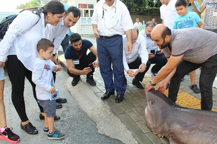 Bursa açıklarında avlanan balıkçıların ağına biri 700, diğeri 500 kilogram ağırlığında 2 köpek balığı takıldı. (İHA)