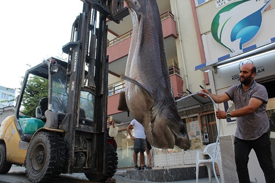 Bursa açıklarında avlanan balıkçıların ağına biri 700, diğeri 500 kilogram ağırlığında 2 köpek balığı takıldı. (İHA)