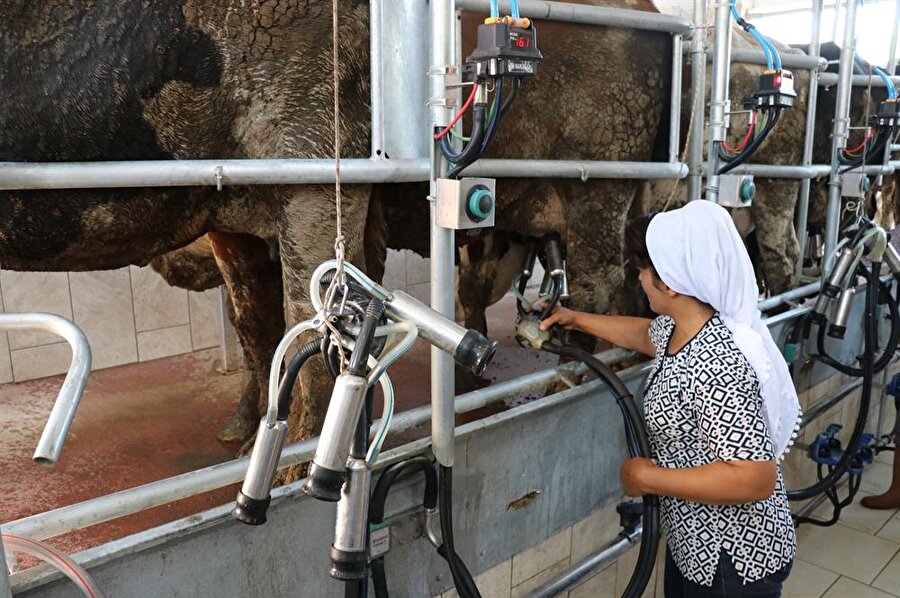 Çocuklarının süt ihtiyacını karşılamak için aldığı birkaç buzağıyı büyüten ve hayvan beslemeye başlayan İlkay Öz şimdi çiftlik sahibi. (Mustafa Dermencioğlu / AA)