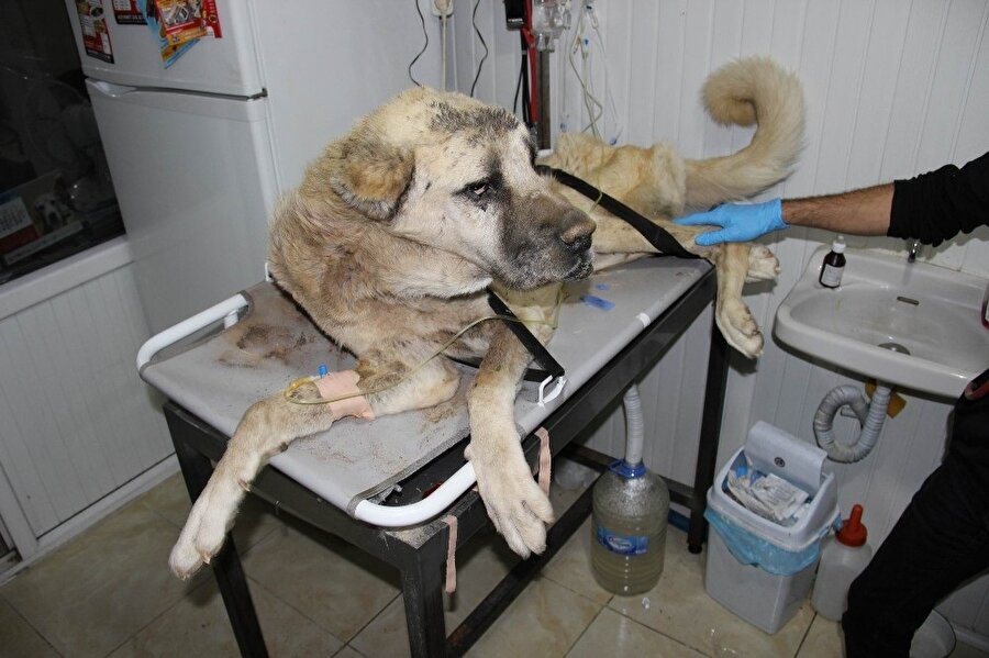 Açlıktan ölmek üzere bulunan kangal cinsi köpek veterinere götürüldü.