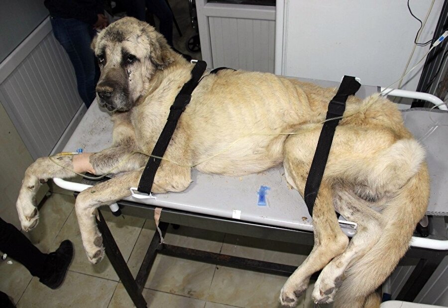 Veterinerler köpeğin durumunun kötü olduğunu ancak tedavi sonrası düzeleceğini söyledi.