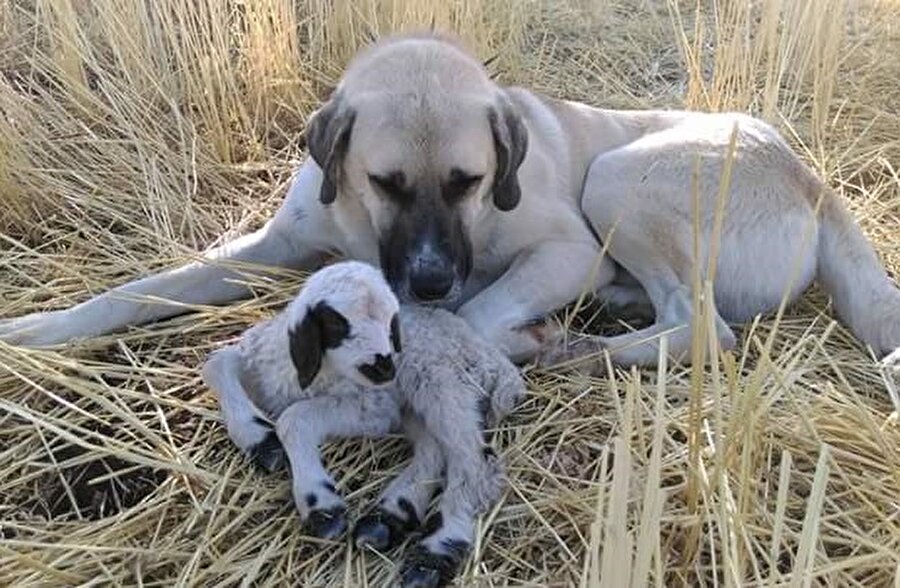 Erzincan'da çobana köpeği, kuzunun başında nöbet tuttu.