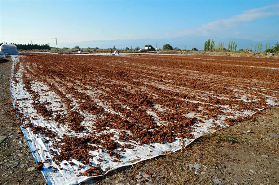 10 dönümlük alanda kurutuluyor.