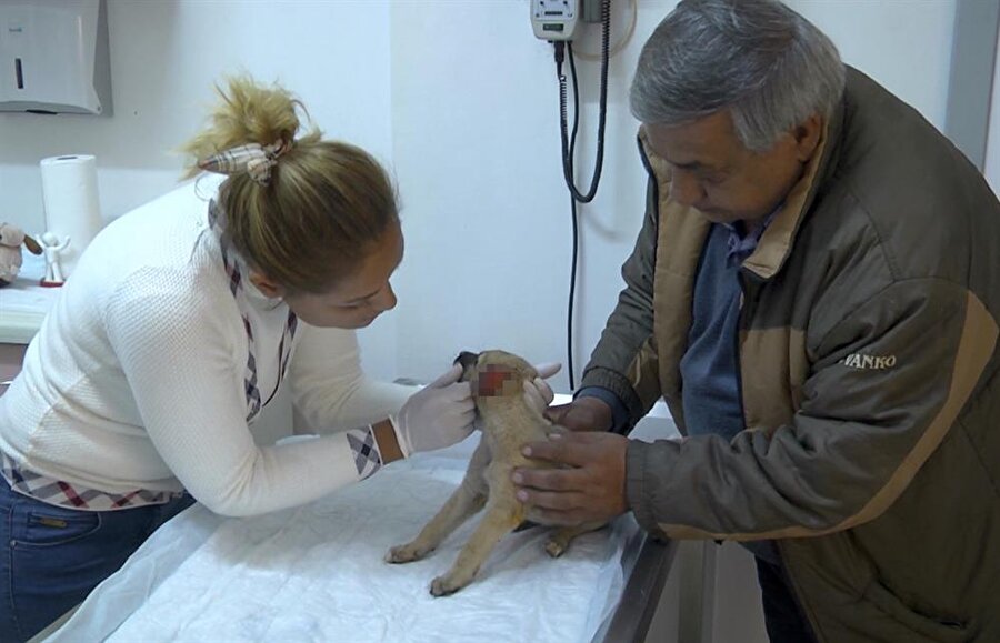 1 aylık yavru köpek veterinerde tedavi altına alındı.