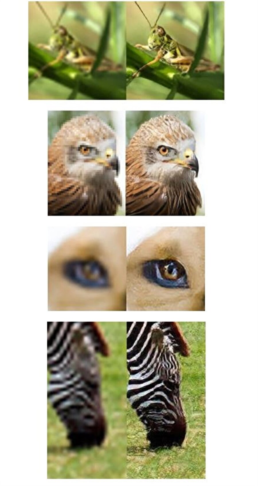 Yapay zeka tarafından düzenlenen fotoğraflardan örnekler.