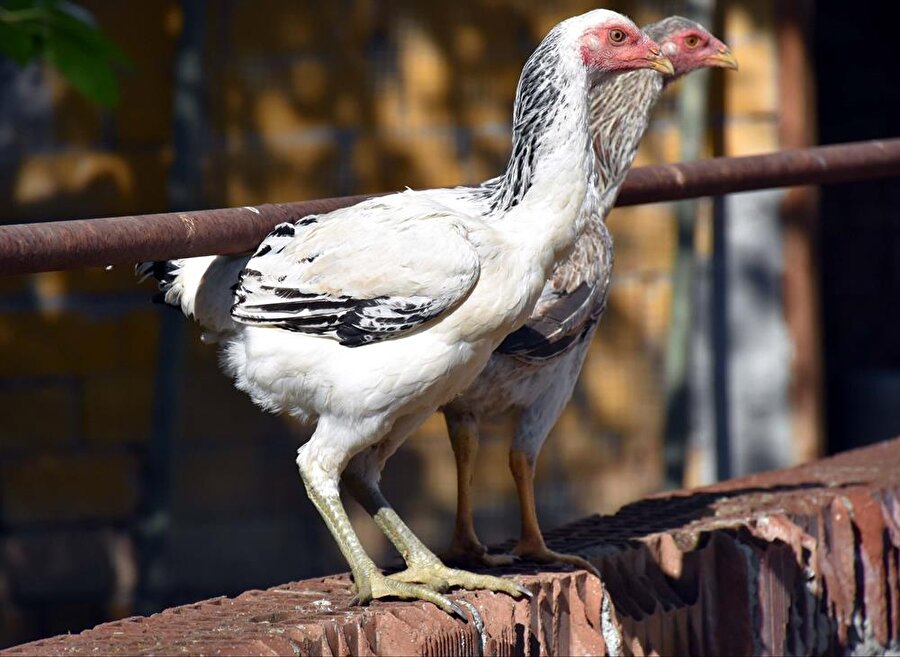 Dünyanın en uzun tavuğu İndio gigante.