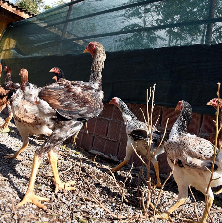 Dünyanın en uzun tavuğu İndio gigante.