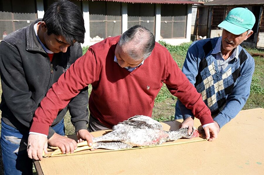 Dünyanın en uzun tavuğu İndio gigante.