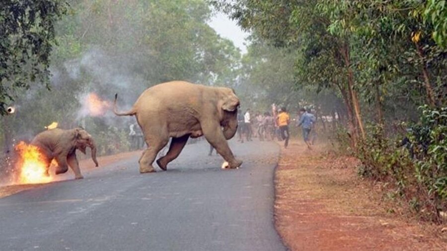 Yakılan fil yetişkin bir fille kaçarken görünüyor.
