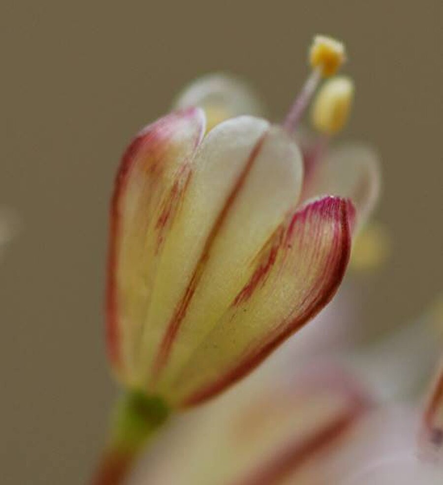 Allium istanbulenese.