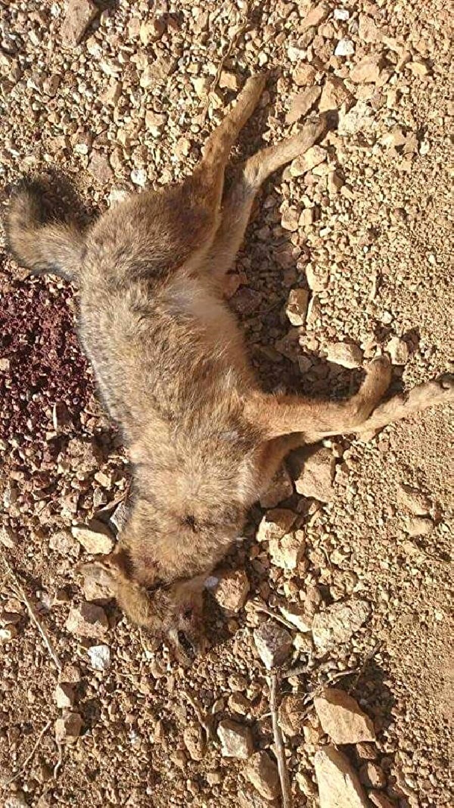 Nesli tükenmekte olan çakal türünün, Elazığ'da en son 30 yıl önce görüldüğü ifade edildi.