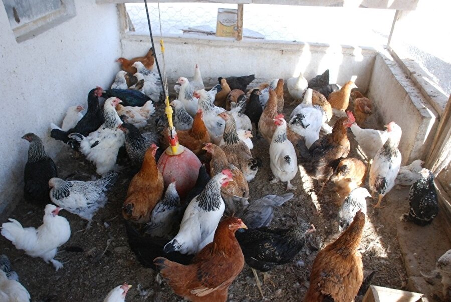 10 tavukla başladı 200’e yakın tavuk besliyor.