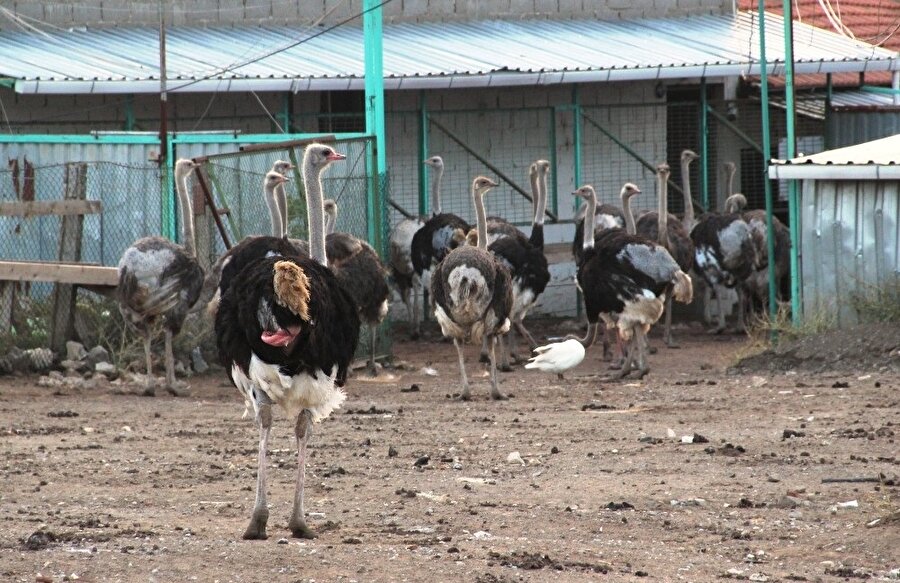 Türkiye'nin en büyük deve kuşu çiftliğinde kuşların 1 kilo eti 70 liradan satılıyor.