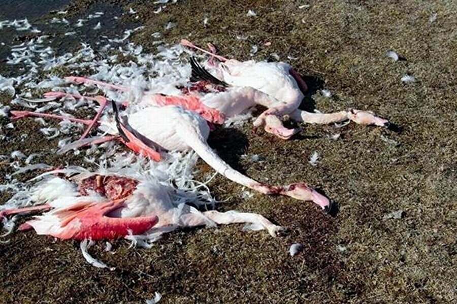 Flamingoların parçalandığı görüldü.