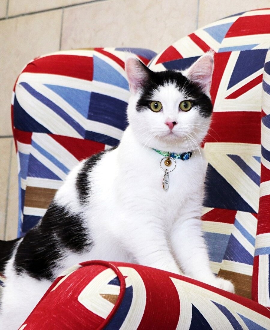 İngiltere'nin diplomat kedisi