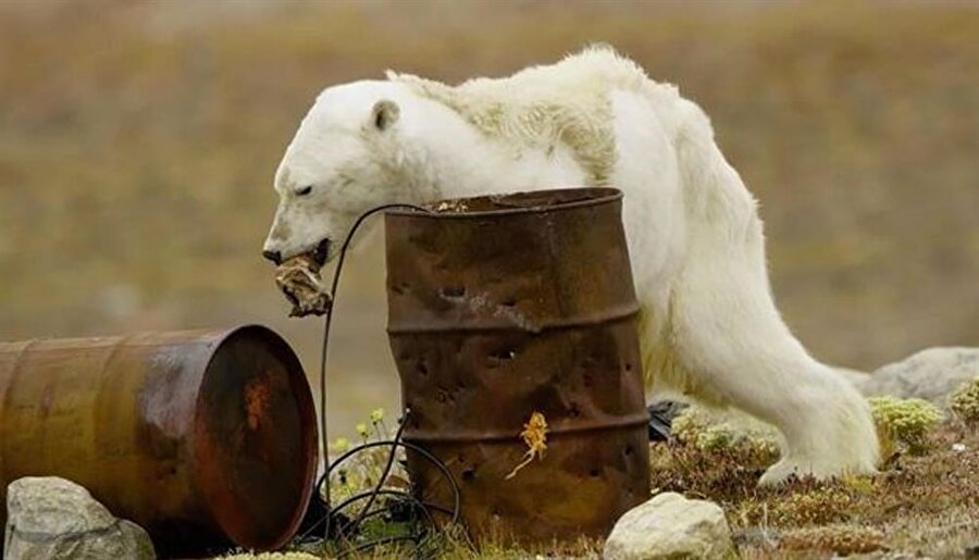 Kutup ayıları buzulları kırarak balık ve fok avlarlar!