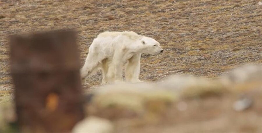 Kutup ayısı çöpe doğru giderken görüntüleniyor.