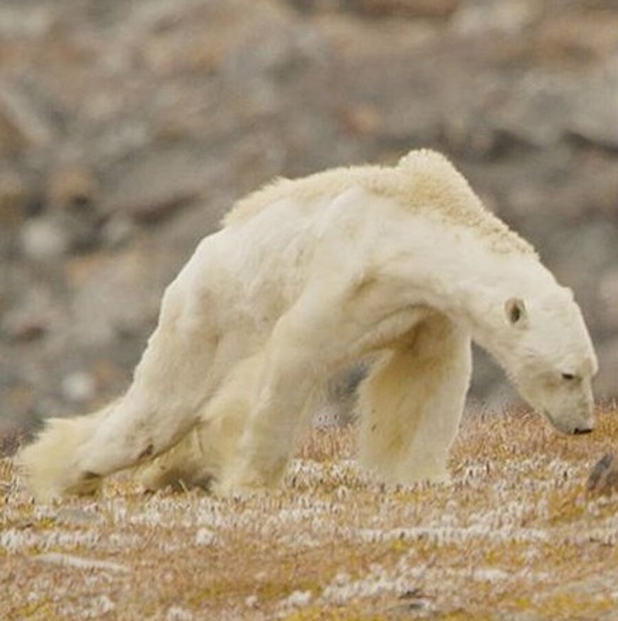 Fotoğrafçı Paul Nicklen kutup ayısının son anlarını görüntüledi.