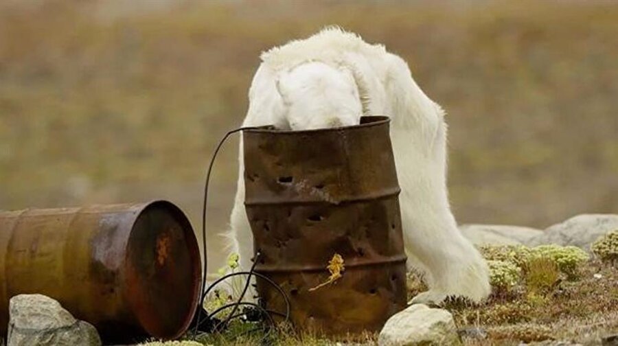 Kutup ayılarının 100 yıl içinde soylarının tükeneceği öngörülüyor.