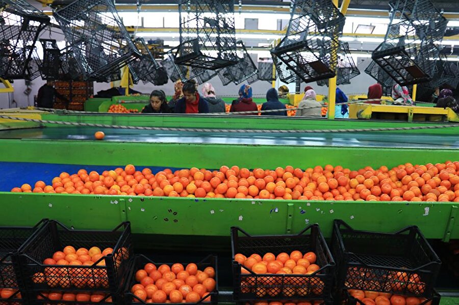 mandalina hal fiyatlari mutfak dolabi modelleri