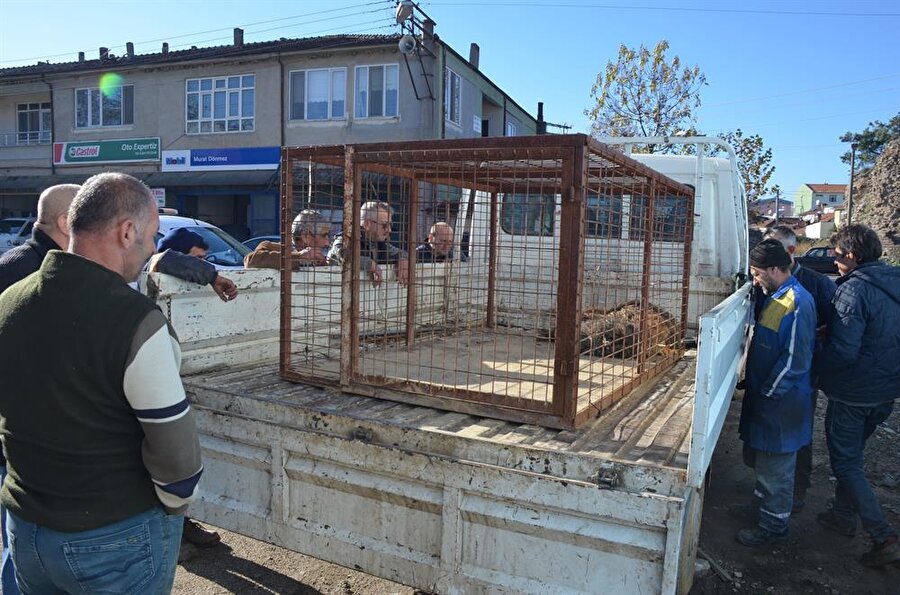 Yakalanan çakallara vatandaşlar büyük ilgi gösterdi.